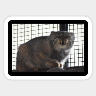 Angry Pallas Cat Sticker